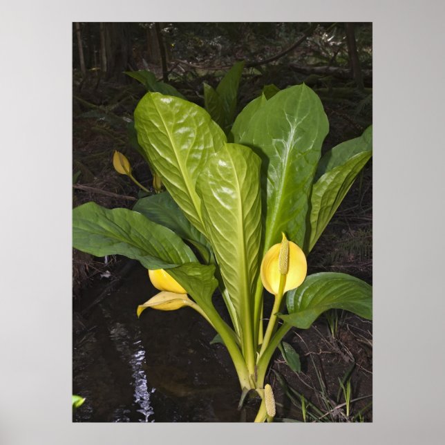 Skunk Cabbage - Impressão de Belas Artes (Frente)