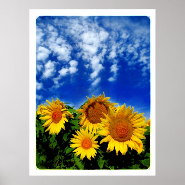 Sky e Bloom, poster (Frente)