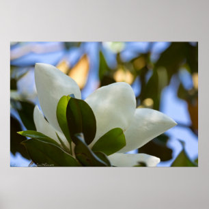 Sky Glass Southern Magnolia Poster Impressão