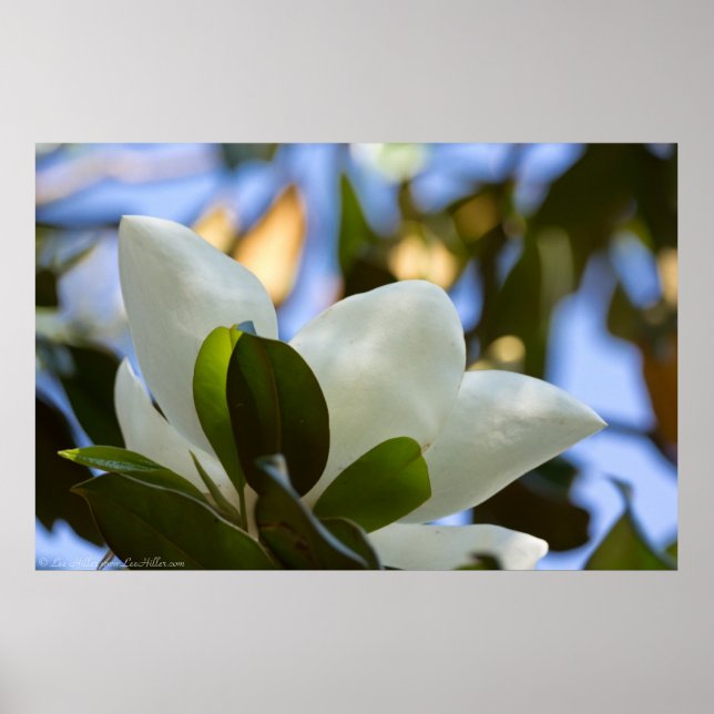Sky Glass Southern Magnolia Poster Impressão (Frente)