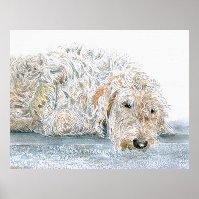 Sleepy Labradoodle Impressão (Frente)