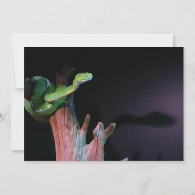 Slithering Green Tree Boa (Frente)