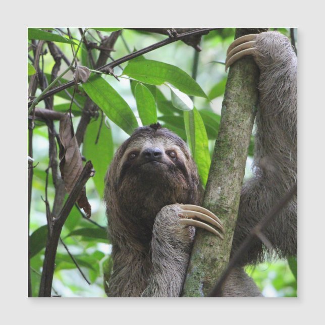 Sloth_20171101_by_JAMFoto (Frente)