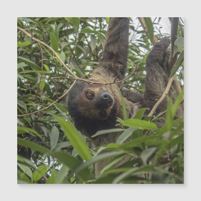 Sloth_20171103_by_JAMFoto (Frente)