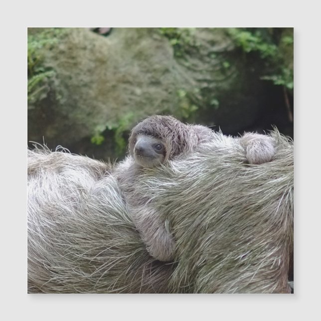 Sloth_20171104_by_JAMFoto (Frente)