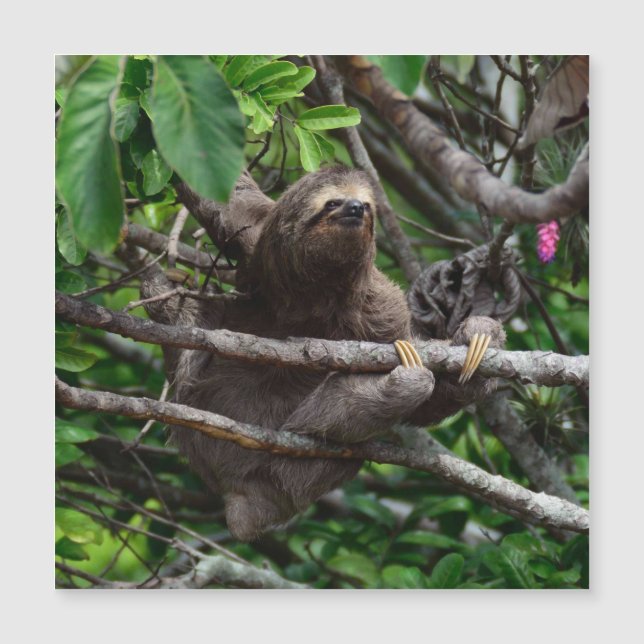 Sloth_20171106_by_JAMFoto (Frente)