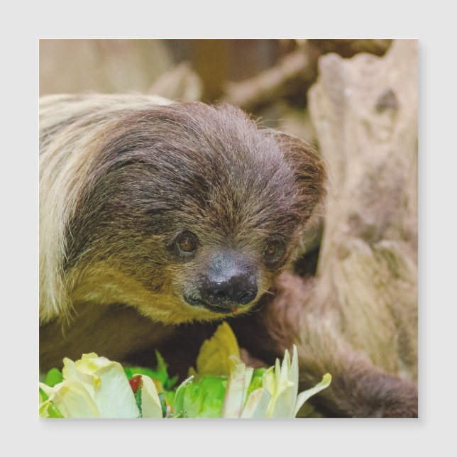 Sloth_20171107_by_JAMFoto (Frente)