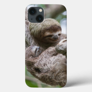 Sloth Baby with Mother Hanging from a Tree