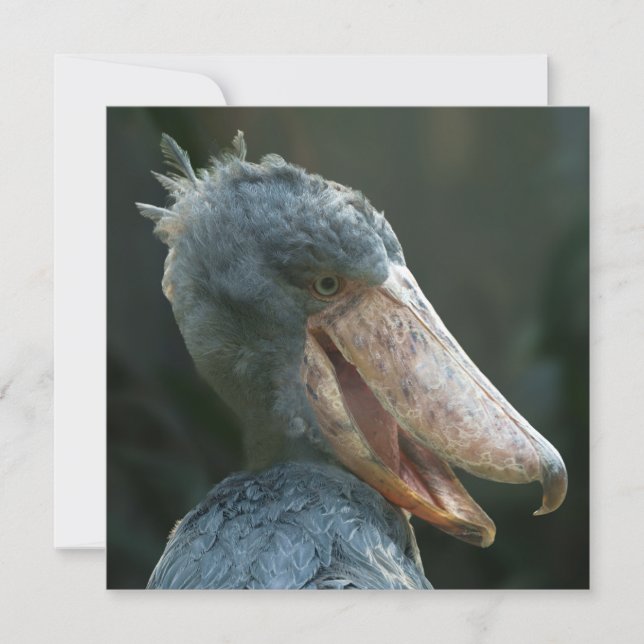 Smiling Shoebill (Frente)