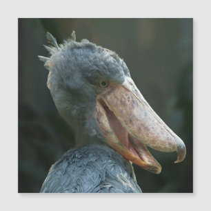 Smiling Shoebill