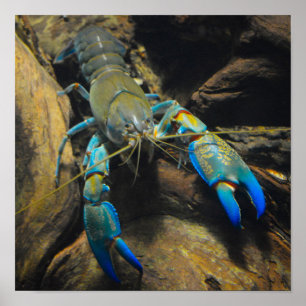 Smooth Yabby Poster