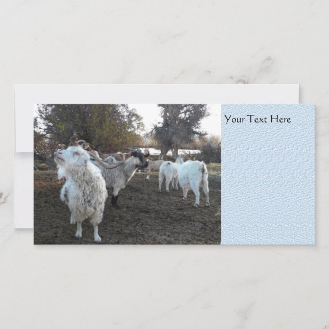 Sneezy Goat (Frente)