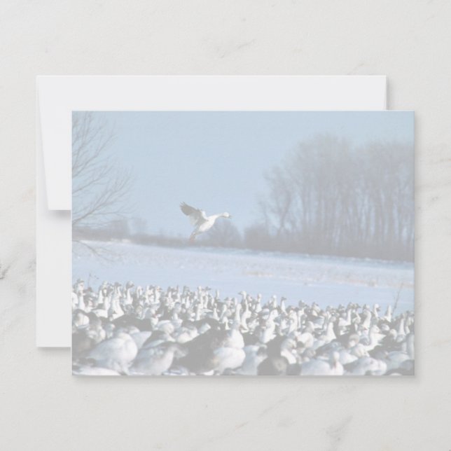 Snow Geese (Frente)