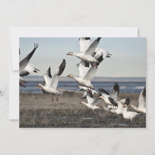 Snow Geese Voadora (Frente)