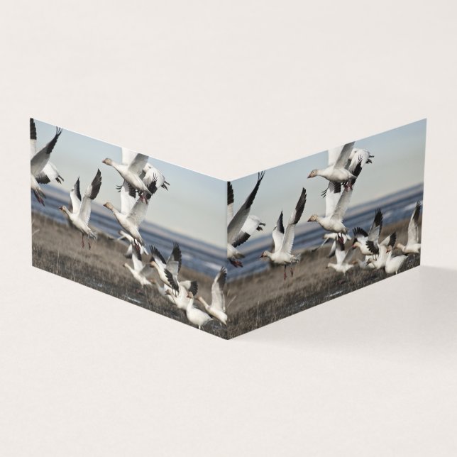 Snow Geese Voadora (Exterior)