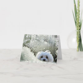 Snowdrop, Cartão de Nota Maltês