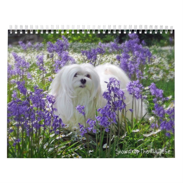 Snowdrop o calendário maltês (Capa)