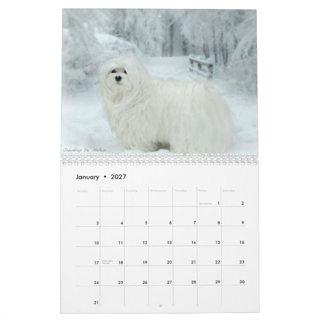 Snowdrop o calendário maltês (Jan 2027)