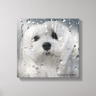 Snowdrop o impressão maltês das canvas