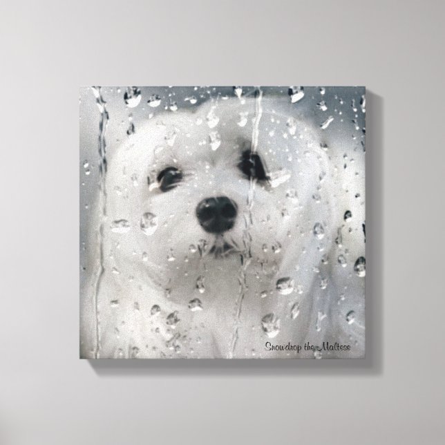 Snowdrop the maltês Canvas Print (Frente)