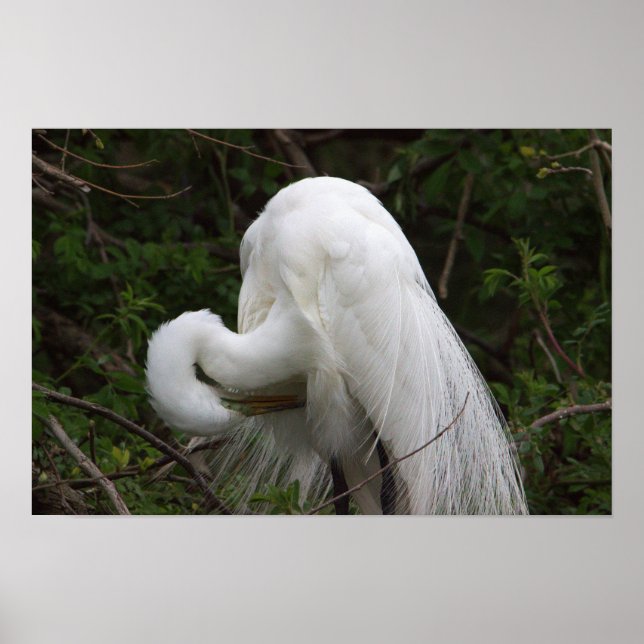 Snowy Egret Bird Poster (Frente)