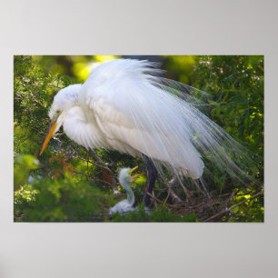 Snowy Egret com Baby Poster