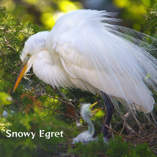 Snowy Egret com Baby Quebra-cabeça (Criador carregado)