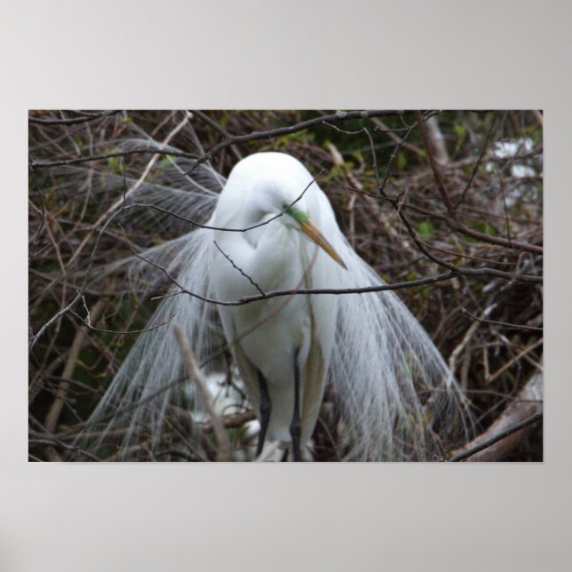Snowy Egret Poster (Frente)
