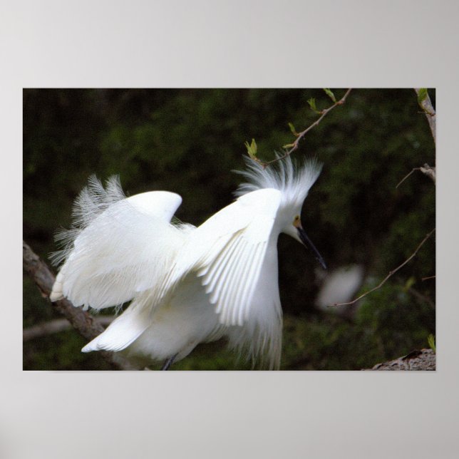 Snowy Egret Poster (Frente)