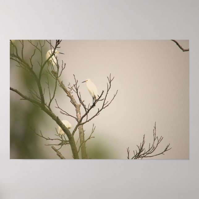 Snowy Egrets on Tree Poster (Frente)