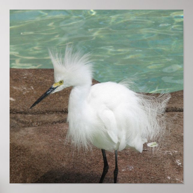 Snowy Egrets Poster (Frente)