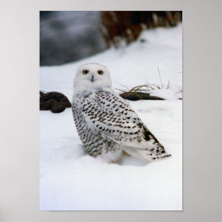 Snowy Owl na Poster de neve