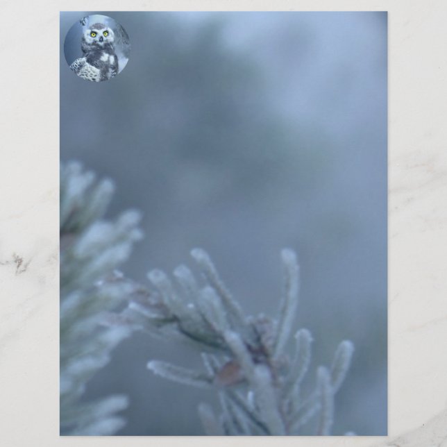 Snowy Owl no inverno (Frente)