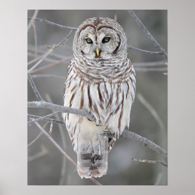Snowy Owl Poster (Frente)