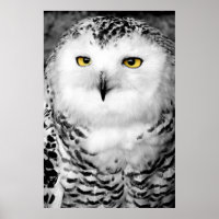 Snowy Owl Poster Impressão