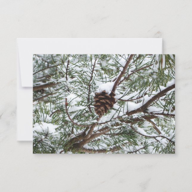 Snowy Pine Cone II Fotografia de inverno (Frente)