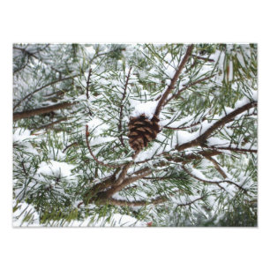 Snowy Pine Cone II Fotografia de inverno