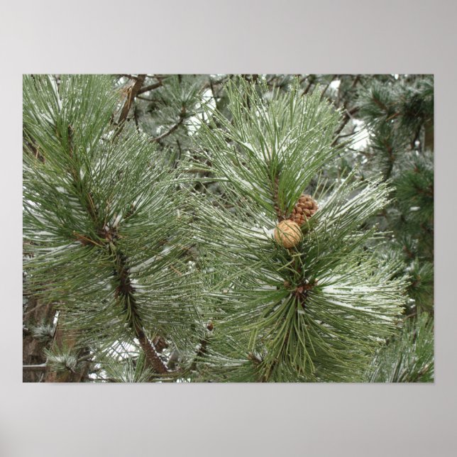 Snowy Pine Cones Poster (Frente)