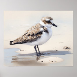 Snowy Plover Bird Art Impressão
