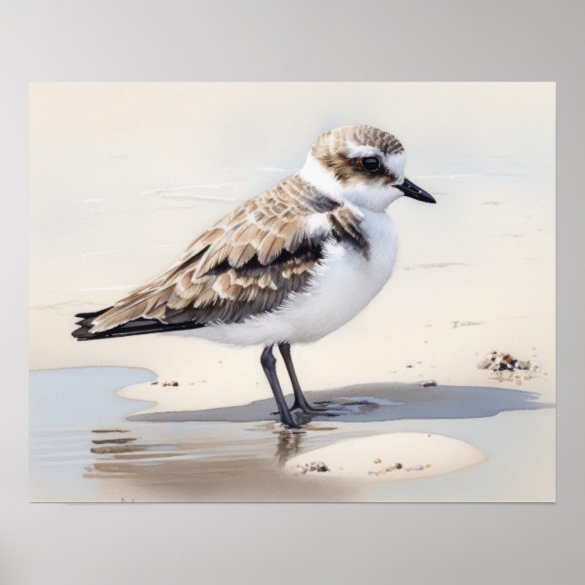 Snowy Plover Bird Art Impressão (Frente)