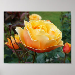 Sobre o Face Rosa nº 2 Poster