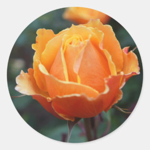Sobre os adesivos do Face Rosa nº 1
