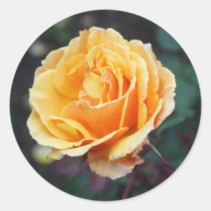 Sobre os adesivos Face Rosa nº 3