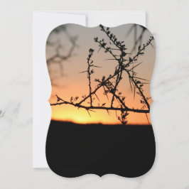 Sol africano com silhueta espinhal de acácia