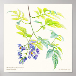 Solanum jasminoide poster de arte botânica