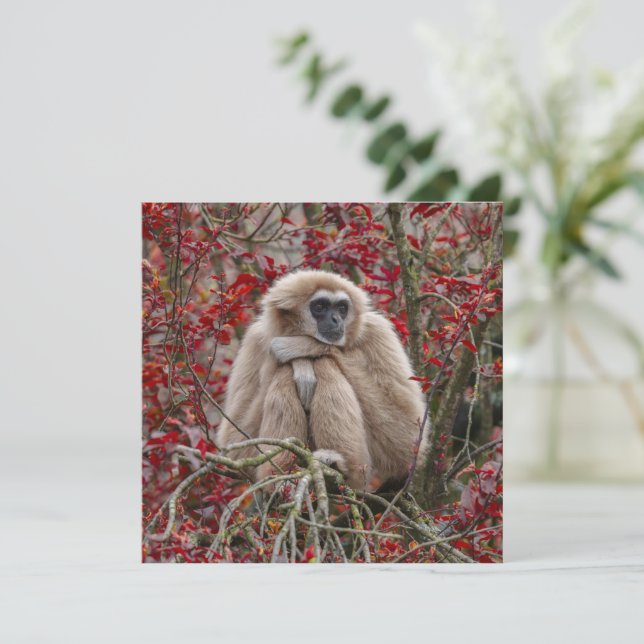 Solitude de Gibbon (Em pé/Frente)