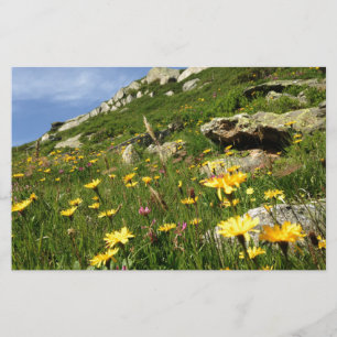 Solte a sua imaginação! Flores alpinas