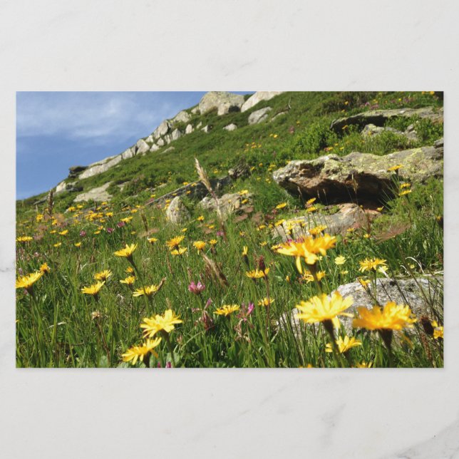 Solte a sua imaginação! Flores alpinas (Frente)