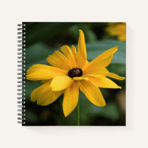 Solteiro Amarelo Rudbeckia Flor