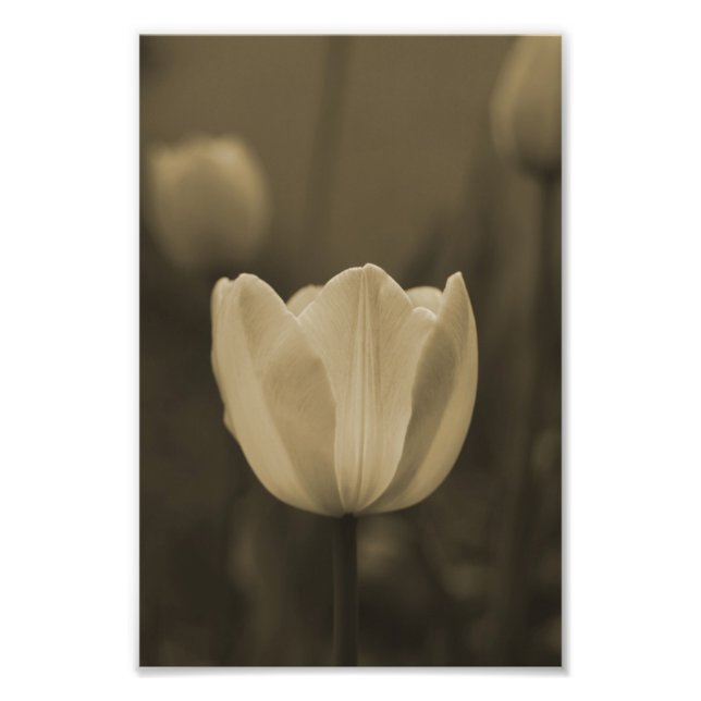 Solteiro Tulip flor fotografia impressão sepia tom (Frente)